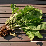 Horseradish Bare Roots A lifted horseradish plant with its long white roots and leafy green tops displayed on a wooden slatted surface. 3