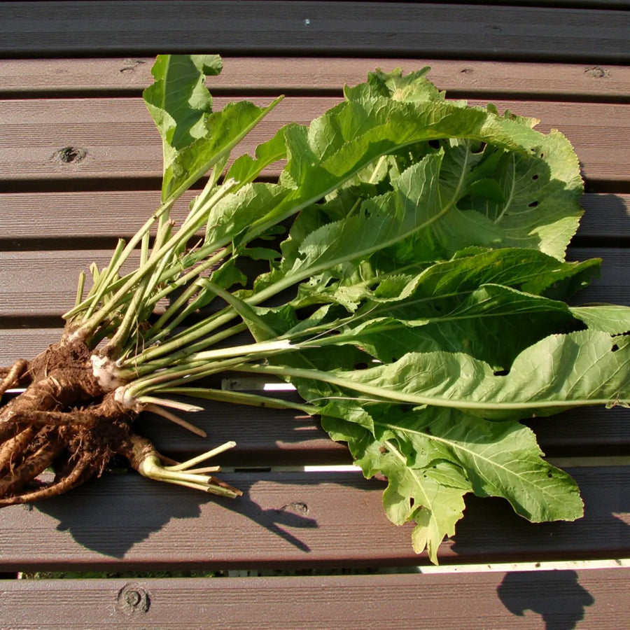 Horseradish Bare Roots A lifted horseradish plant with its long white roots and leafy green tops displayed on a wooden slatted surface. 3