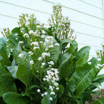 Horseradish Bare Roots A mature horseradish plant in bloom, with tall leafy stems topped with clusters of small white flowers. 4