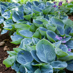 Hosta Big Daddy  3