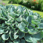 Hosta Big Daddy  1