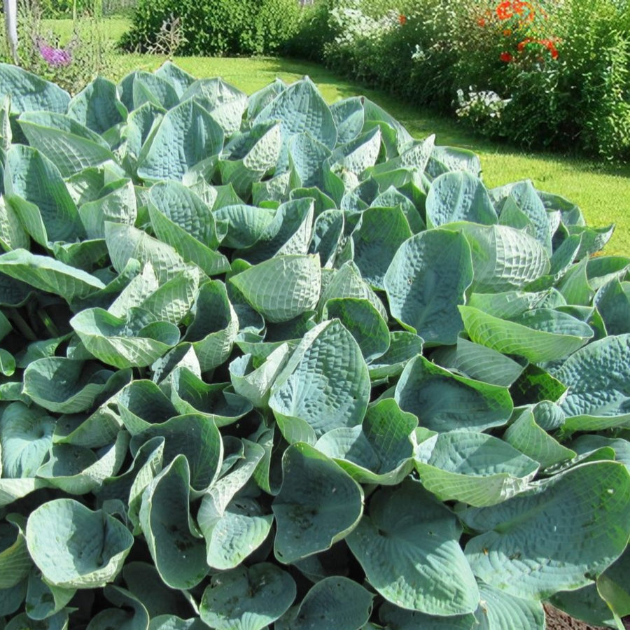 Hosta Big Daddy  1