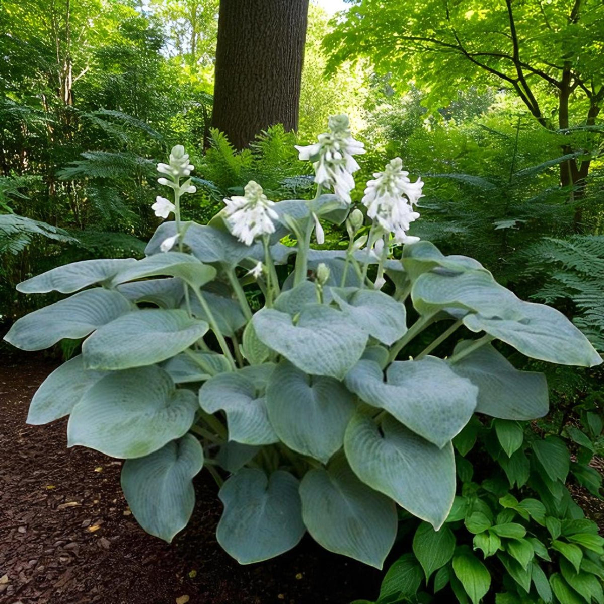 Hosta Bressingham Blue  1