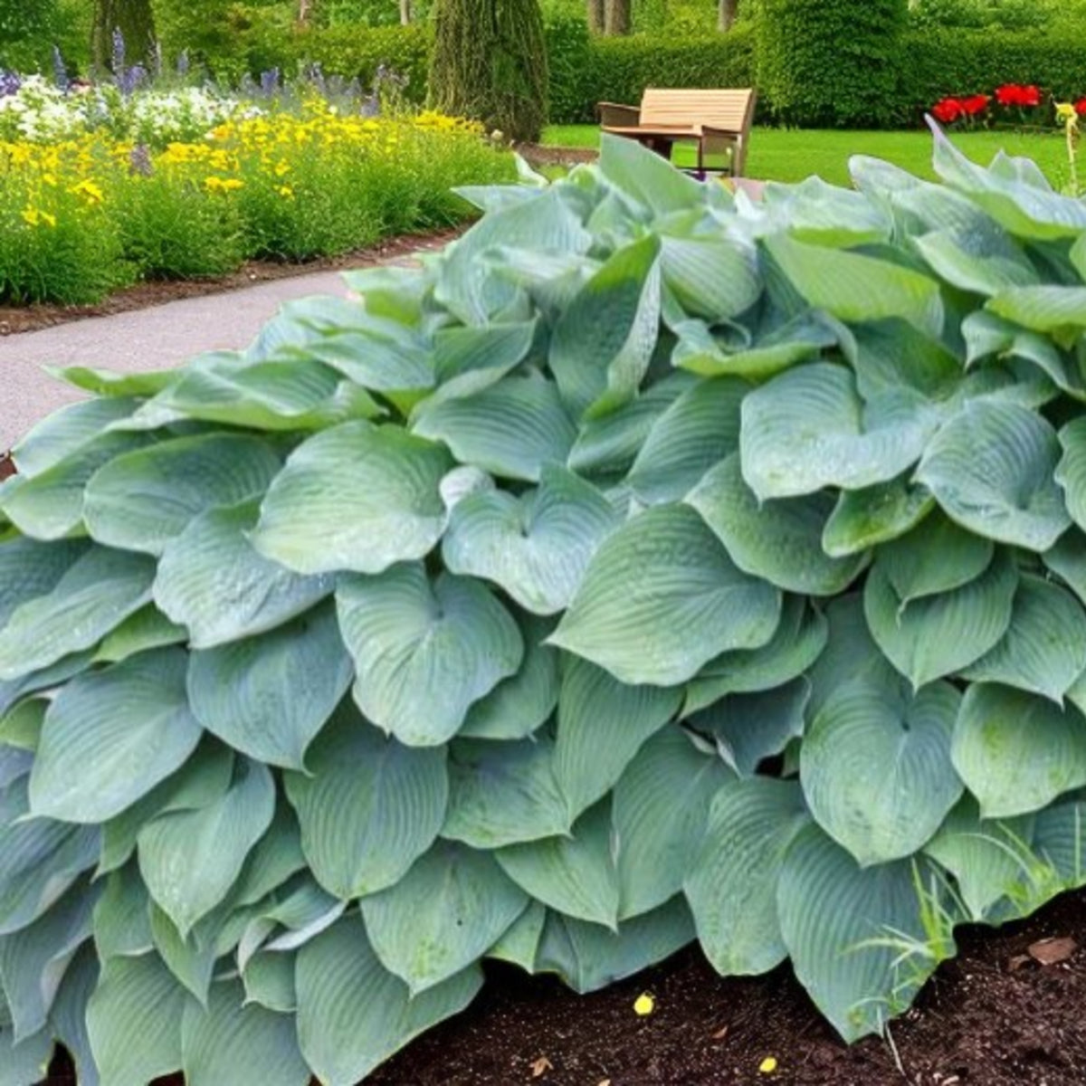 Hosta Bressingham Blue  2
