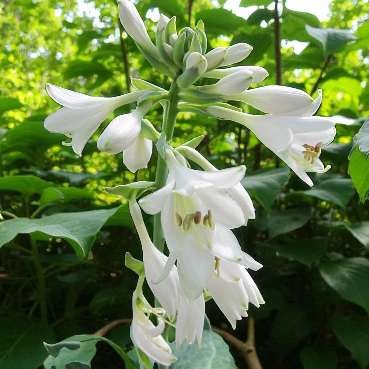 Hosta Bressingham Blue  3
