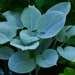 Hosta Fragrant Blue  2