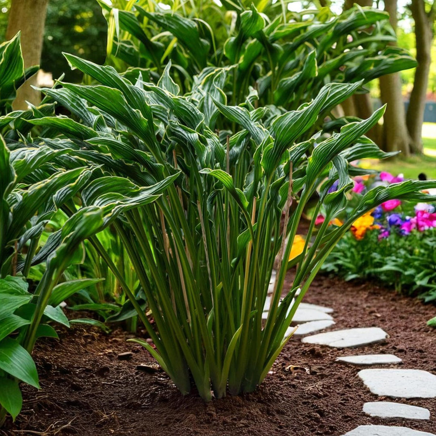 Hosta Praying Hands  3