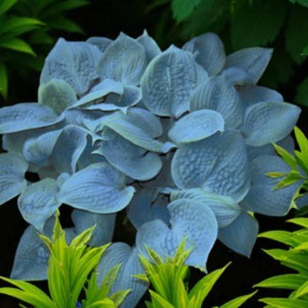 Hosta Fragrant Blue