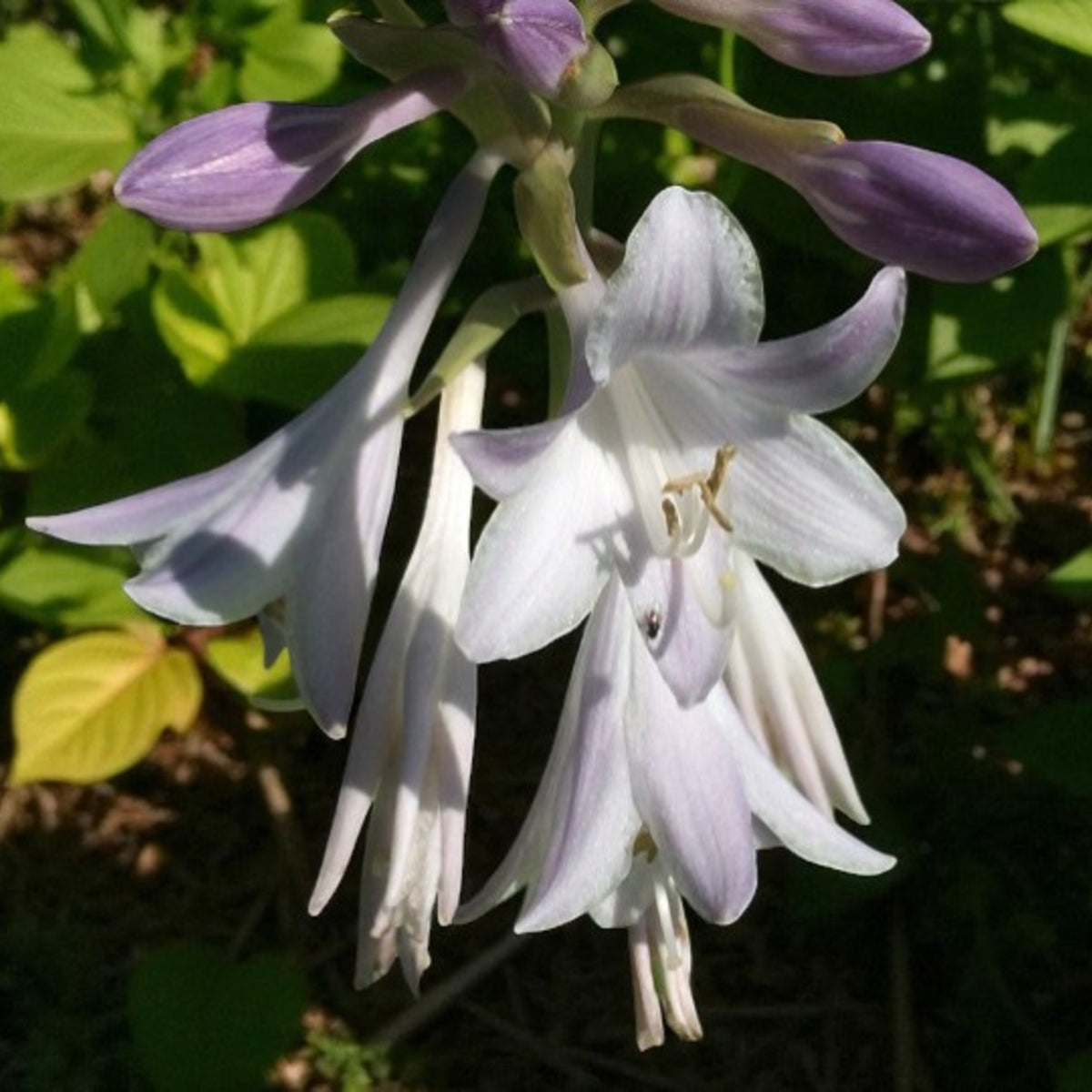Hosta Fragrant Blue  3