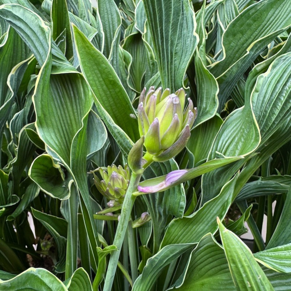 Hosta Praying Hands  2