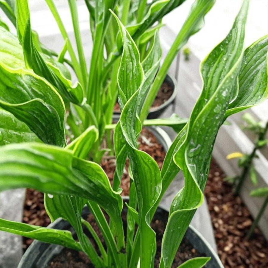 Hosta Praying Hands  5