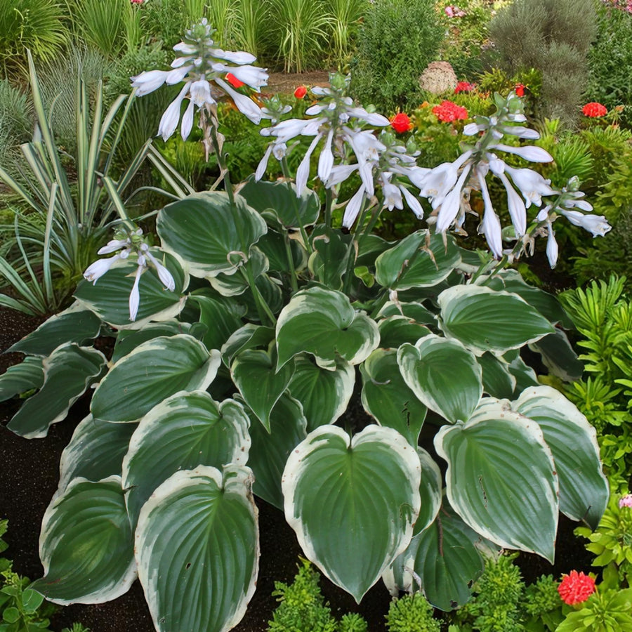 Hosta Sugar and Spice  3