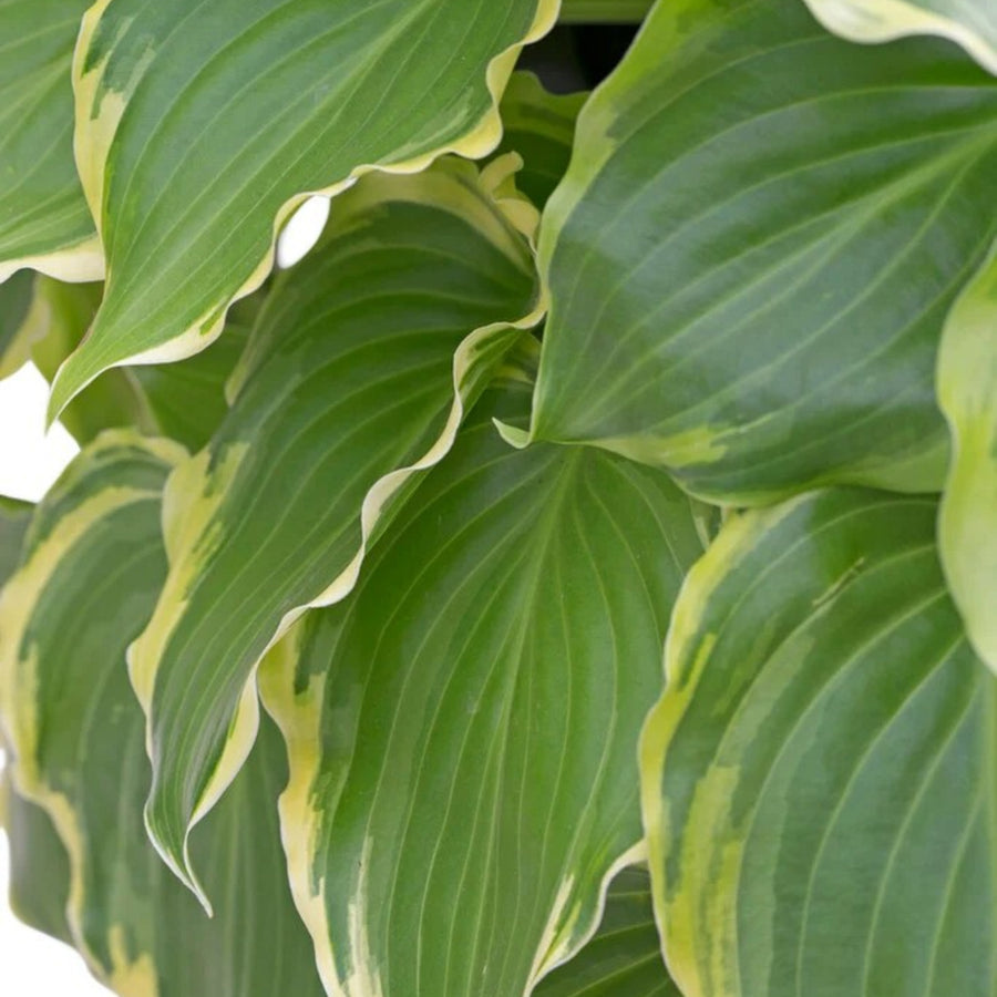 Hosta Sugar and Spice  2