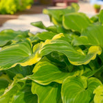 Hosta Sugar and Spice  1