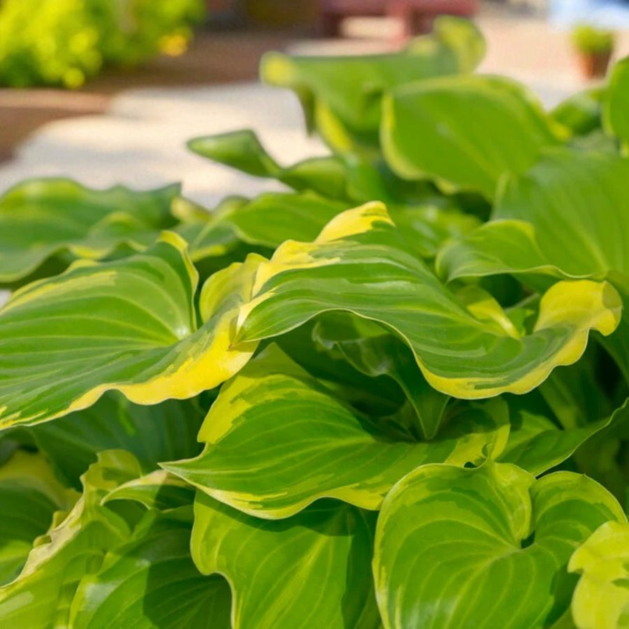 Hosta Sugar and Spice  1