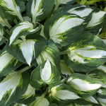 Hosta Vulcan  3