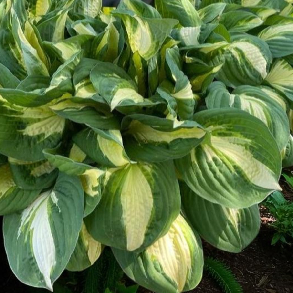 Hosta Vulcan  2