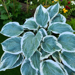 Hosta Barbara Ann  1