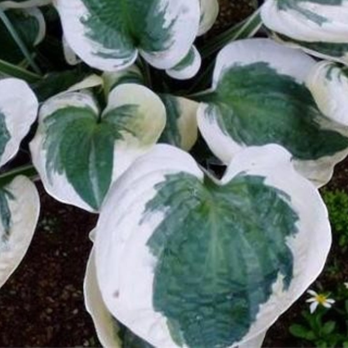 Hosta Barbara Ann  2