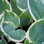 Hosta Barbara Ann  3