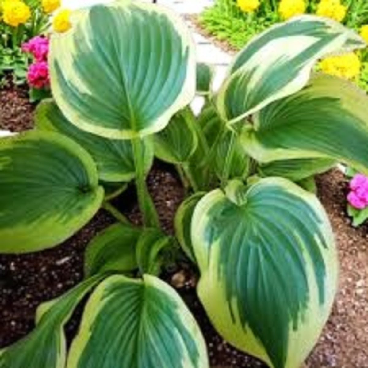 Hosta Fantabulous  3