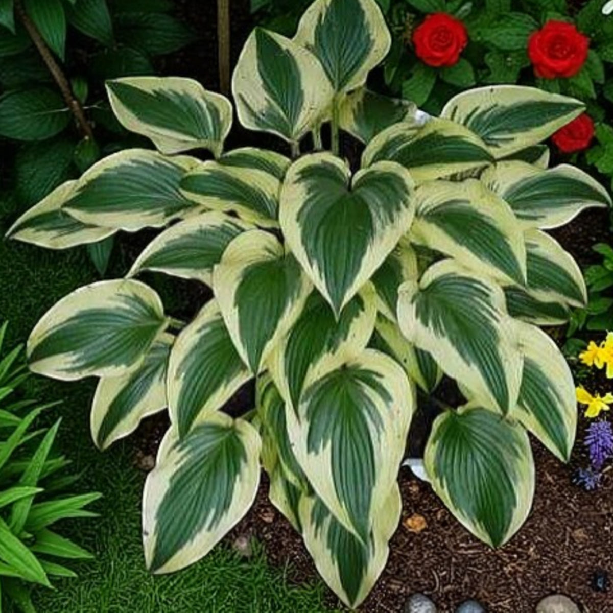 Hosta Fantabulous  1