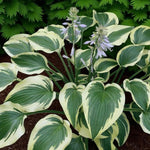 Hosta Fantabulous  2
