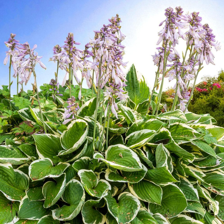 Hosta Minuteman  2