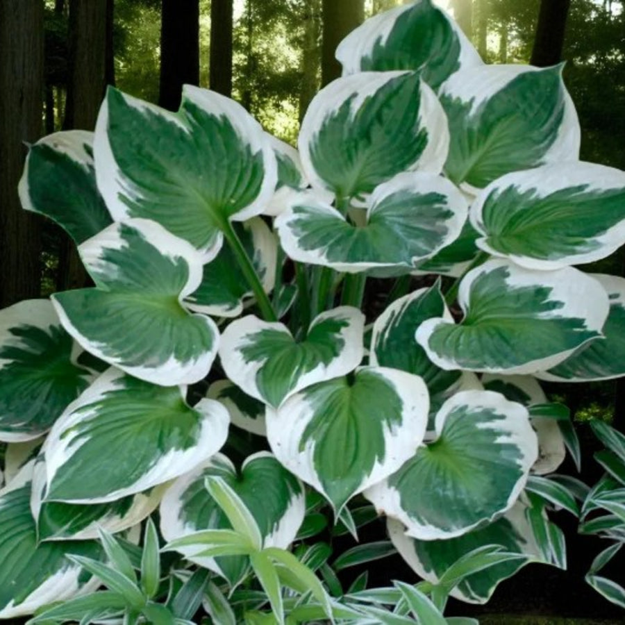 Hosta Minuteman  3