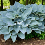 Hosta Fragrant Blue Bare Root  2