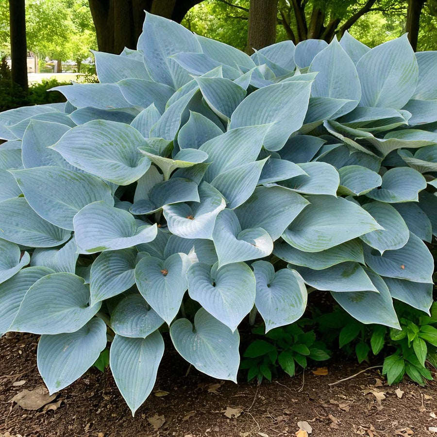 Hosta Fragrant Blue Bare Root  2