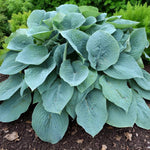Hosta Fragrant Blue Bare Root  1