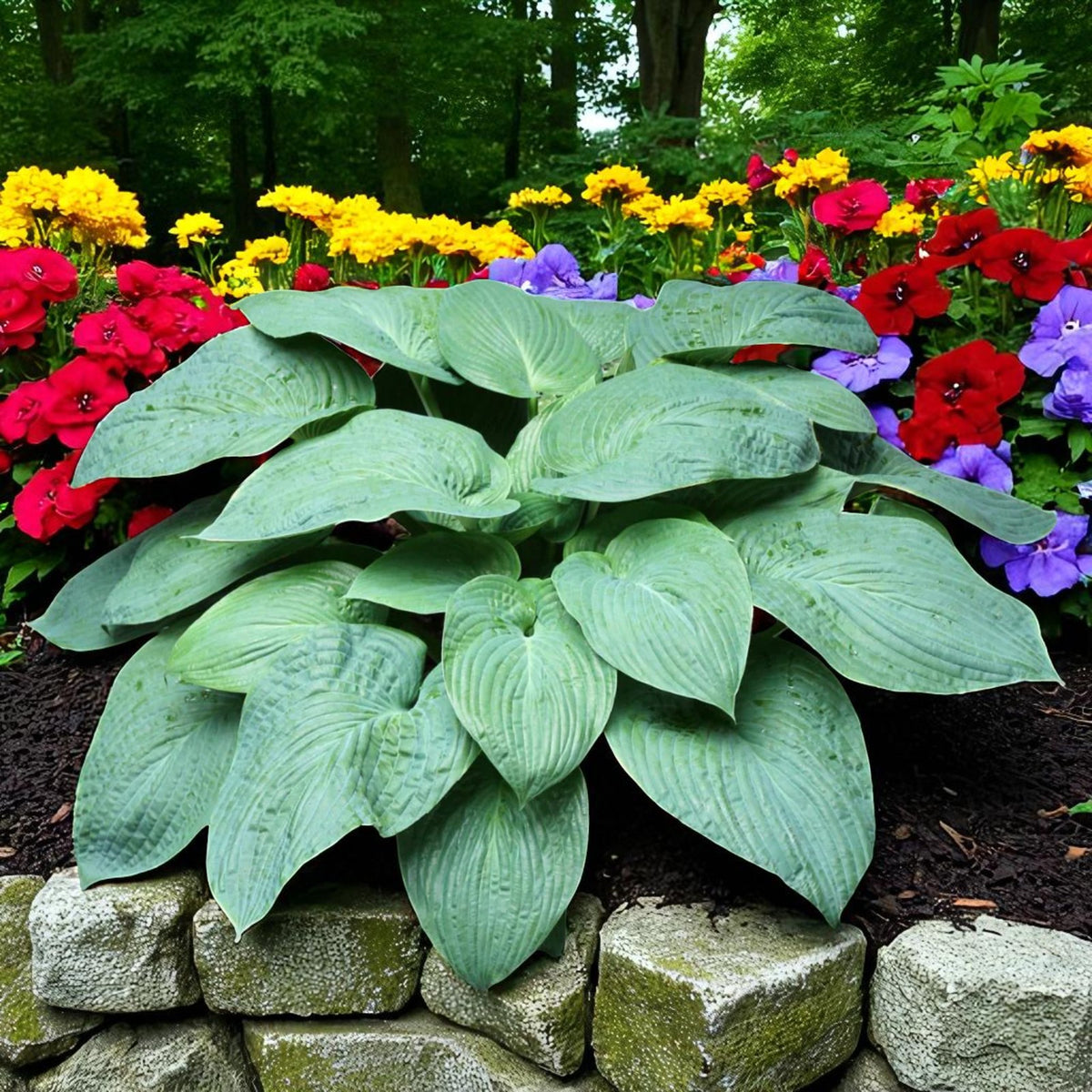 Hosta Jurassic Park Bare Root  1