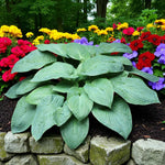 Hosta Jurassic Park Bare Root  1