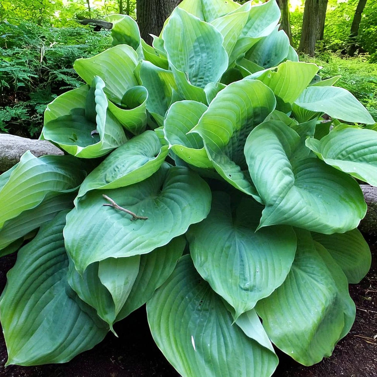 Hosta Jurassic Park Bare Root  3