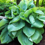 Hosta Jurassic Park Bare Root  3