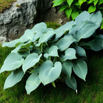 Hosta Jurassic Park Bare Root  4