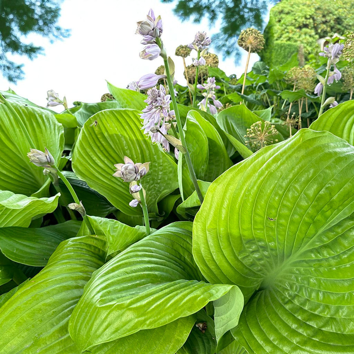 Hosta Sum And Substance Bare Root  3
