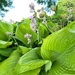 Hosta Sum And Substance Bare Root  3