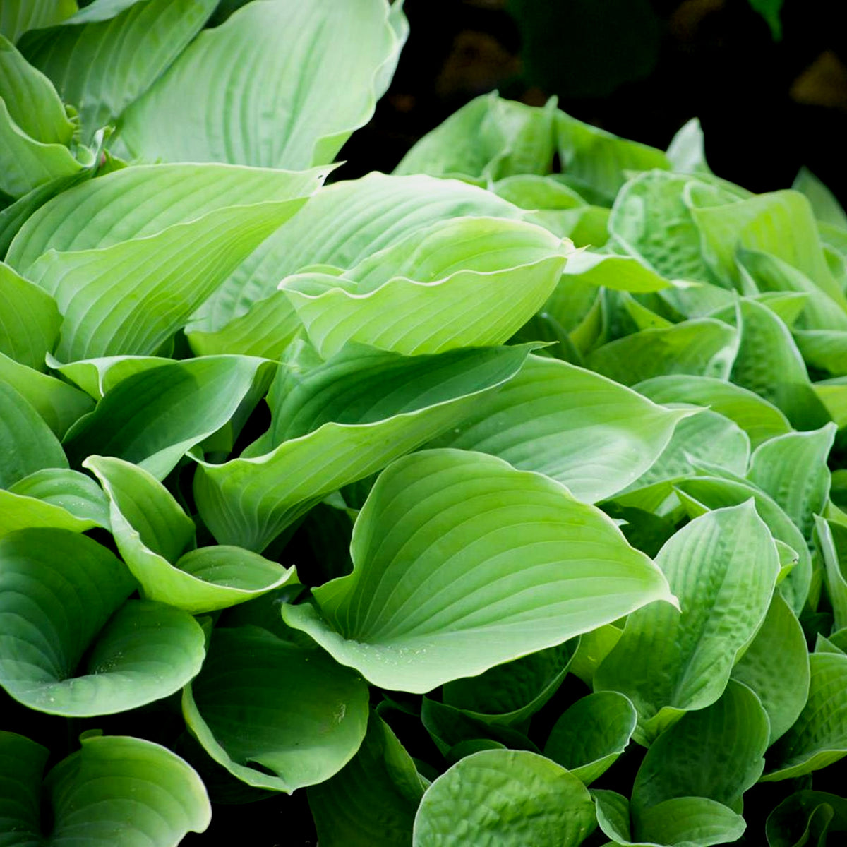 Hosta Sum And Substance Bare Root  4