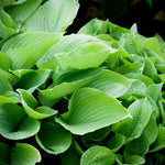 Hosta Sum And Substance Bare Root  4