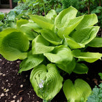 Hosta Sum And Substance Bare Root  2