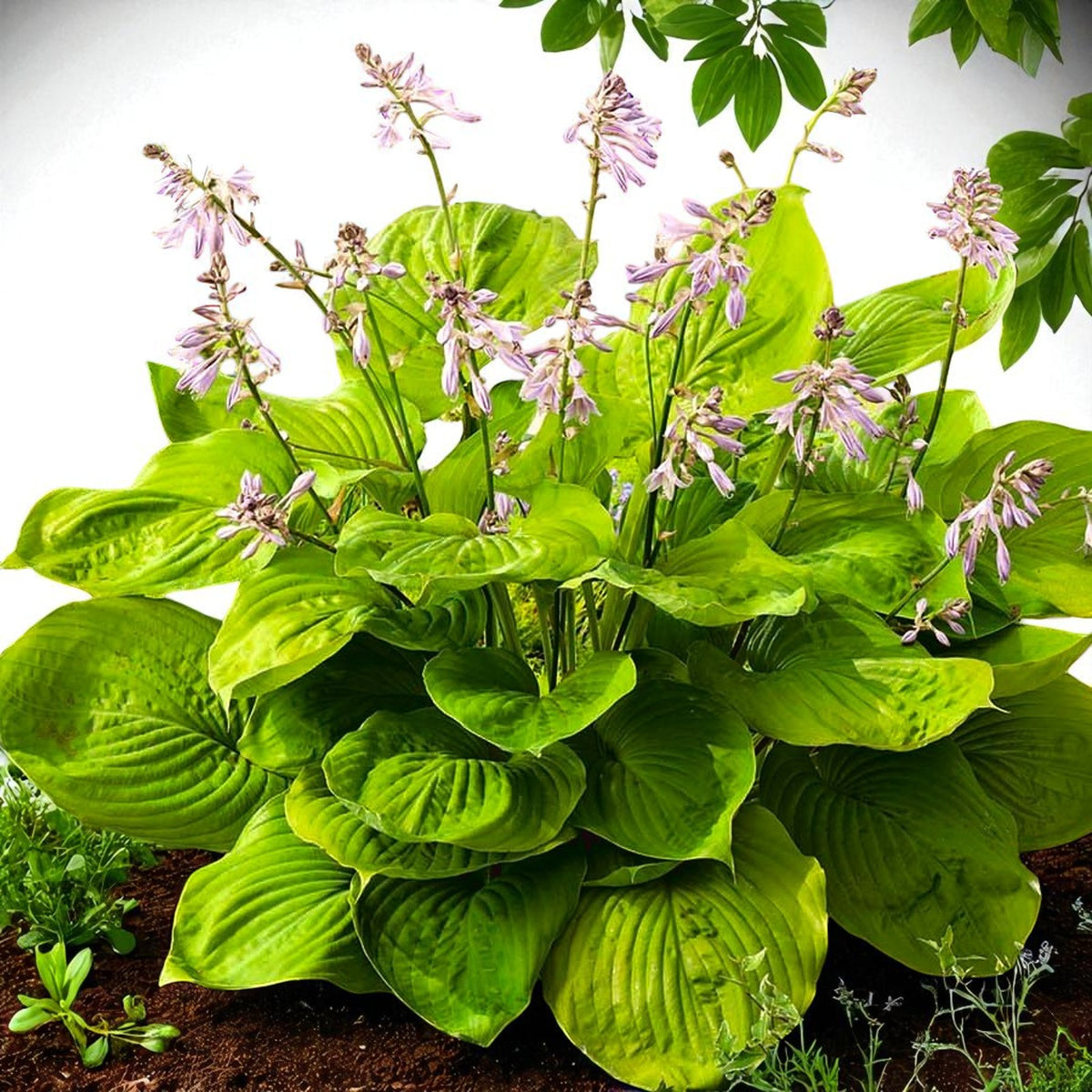 Hosta Sum And Substance Bare Root  1