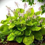 Hosta Sum And Substance Bare Root  1