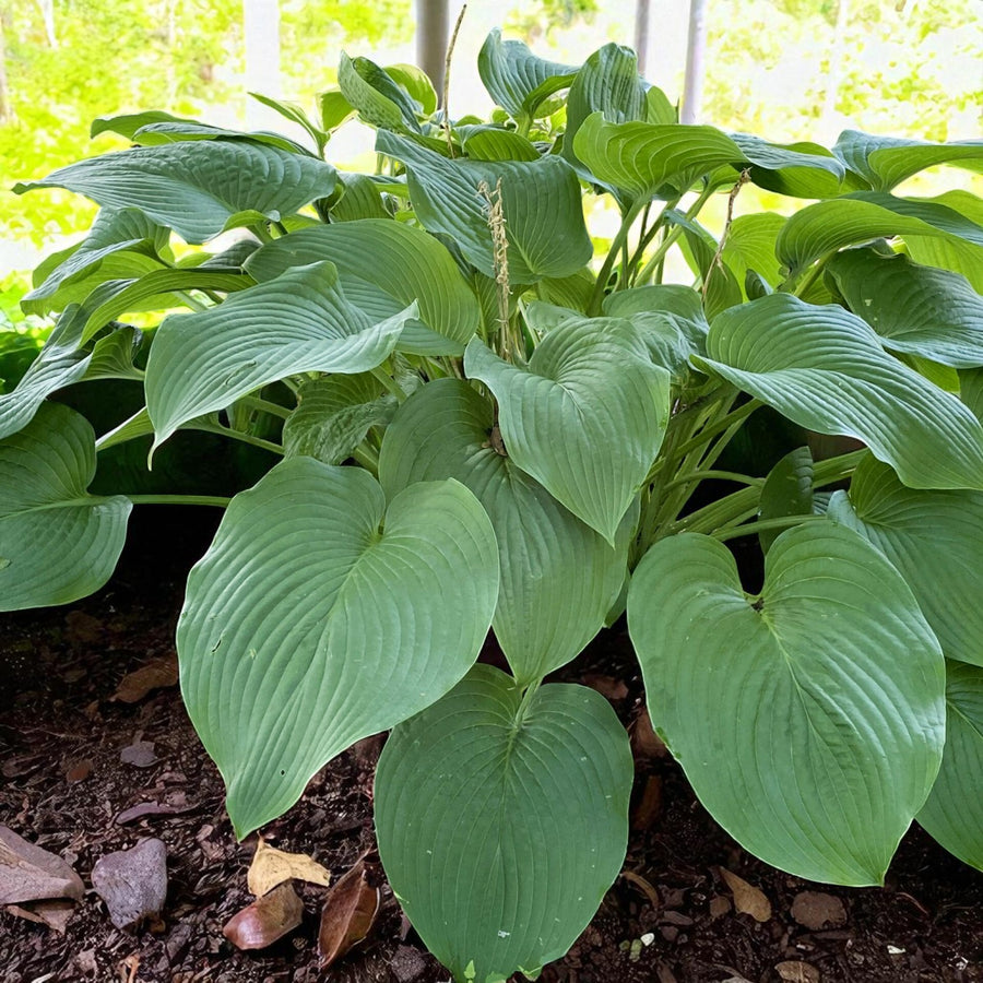 Hosta, Platycodon & Veronica Bare Root Mix  2