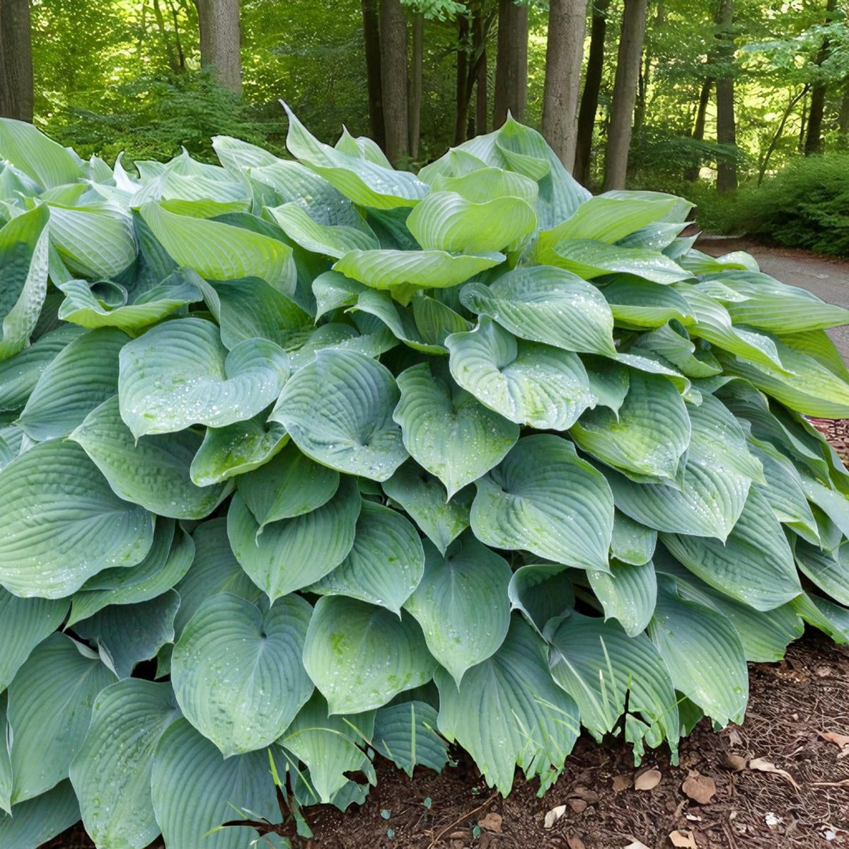 Hosta T Rex Bare Root  3