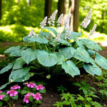 Hosta T Rex Bare Root  2