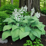 Hosta T Rex Bare Root  4