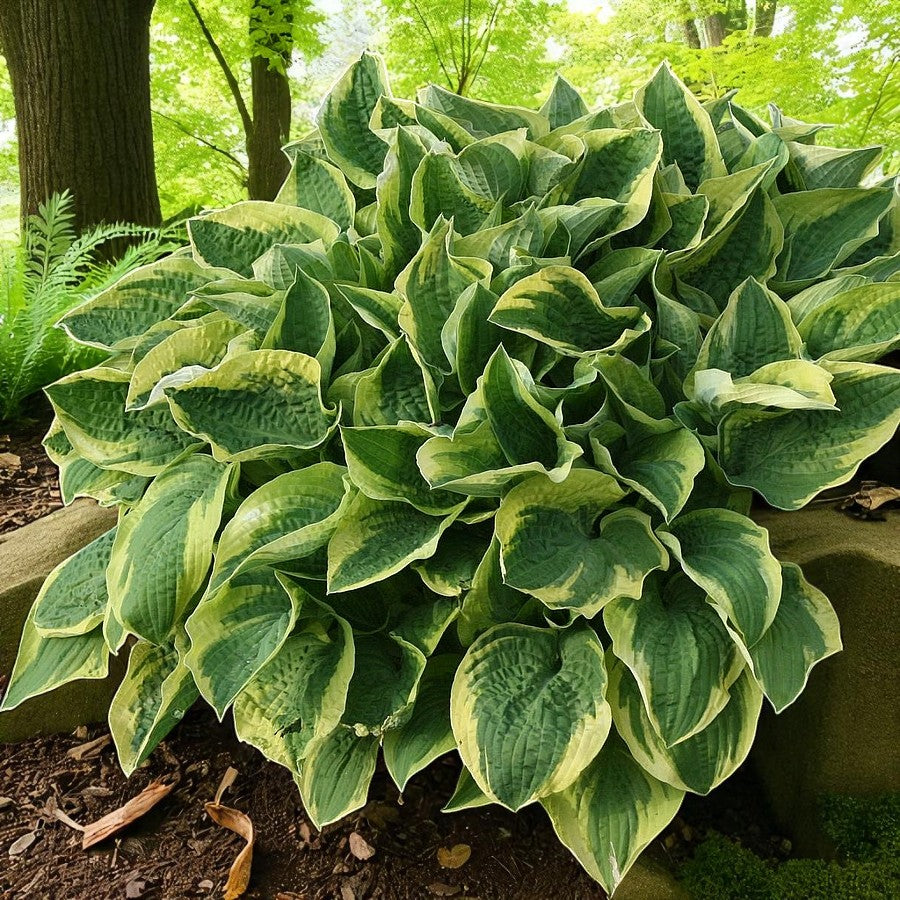 Hosta Wide Brim Bare Root  3