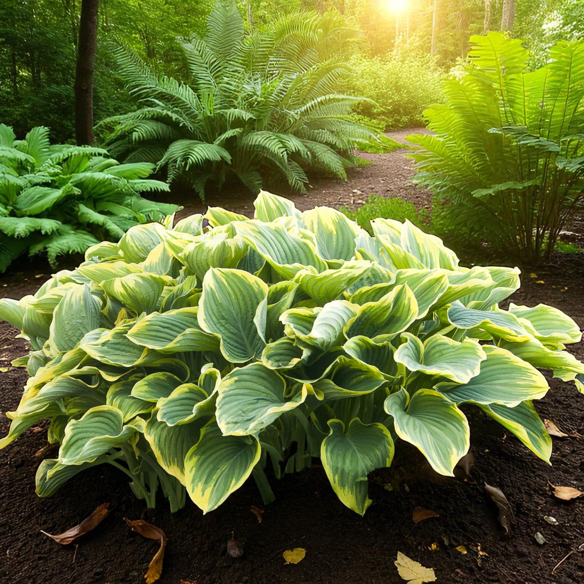 Hosta Wide Brim Bare Root  4